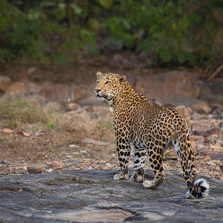 Panna National Park Panna National Park
